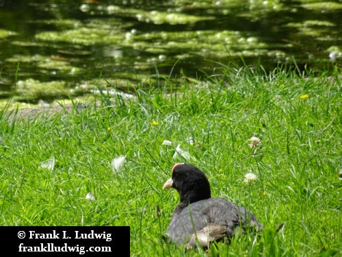 Phoenix Park, Dublin